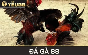 đá gà 88