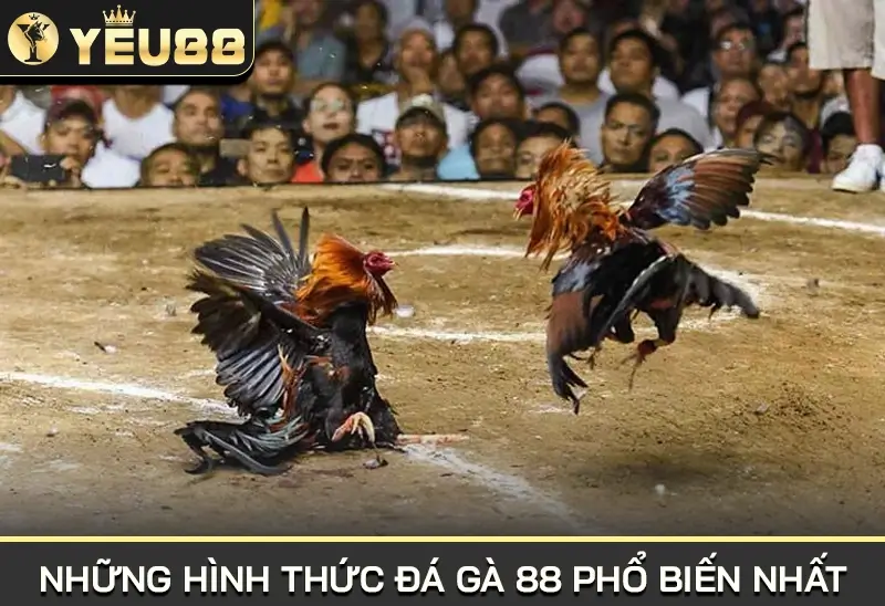 những hình thức đá gà 88 phổ biến nhất